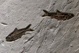 Museum-Quality Green River Fossil Fish Mural - Two Phareodus! #368995-4